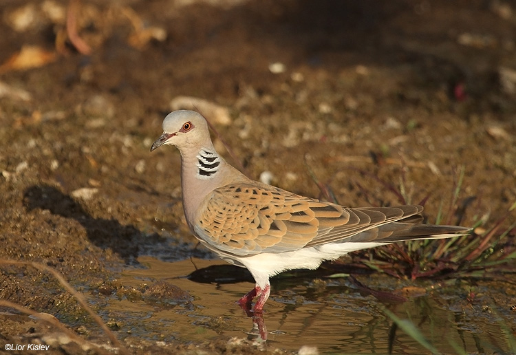      Turtle dove  Streptopelia turtur , Ramot , Golan ,Israel,19-06-10. Lior Kislev                 